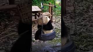 EP 36 #cutepanda  #panda  #loveanimalsplanet #熊猫  #animals
