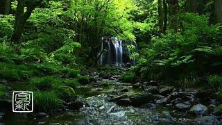 Plant Music.10 HRS, by the River, Birdsinging at Secred Water Fall, Japan #plantmusic