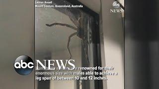 Hauntingly huge spider spotted in Australia