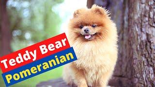 Who's a Teddy Bear Pomeranian?