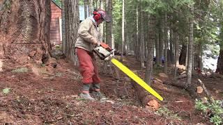 Felling a 500 year old Douglas Fir Tree