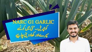 Narc G1 Garlic crop important information about April,May month|Agrarian Network