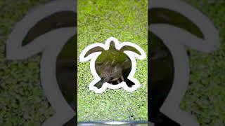 Turtle Portal 