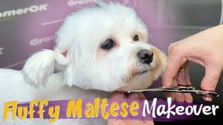 Maltese Grooming Guide | Step-By-Step Haircut For A Stylish And Clean Look | Must-See Cute Makeover