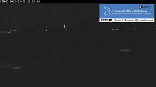 CBMWC Dolphin Watch Live: 2025-02-28