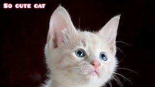 Funniest Baby And Cat Are Best Friends || 5-Minute Fails