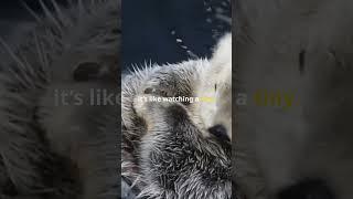 Super #seaurchin #otter #uni #eating #water #playing #super #fish #swiming