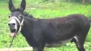 Super funny - Screaming Donkey