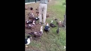 Bitten By Wild Muscovy Duck While Feeding Them
