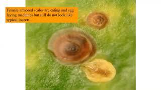 Scale Insects Life Cycle and Management