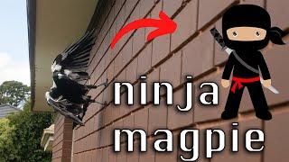 Magpie Acrobatics - Bird with Parkour Skills?!