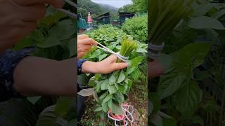 This vegetable sock is easy to tie