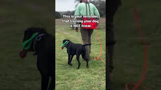 Dog Training is NOT linear … and that’s OKAY! As hard as it can be, try not to compare your dog’s