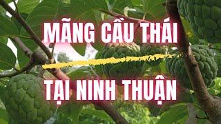 Mãng Cầu Thái Lan | Na Thái | Triển Vọng Cho Ninh Thuận | Mãng Cầu Ngọc Thiên OCOP | Vườn Năm Thiên