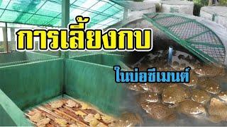 แนวทางการเลี้ยงกบ - ในบ่อซีเมนต์ -