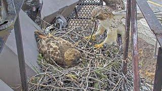 Arthur Drops A Snake For Big Red At Cornell Hawks Nest – March 30, 2025