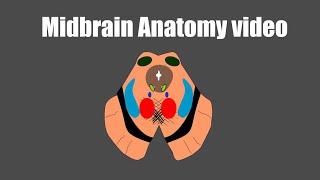 Midbrain anatomy video