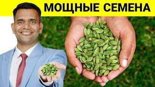 МОЩНЫЕ СЕМЕНА | КАКОЙ ПРИМЕНЯТЬ КАРДАМОН?