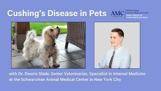 Cushing's Disease in Dogs and Cats