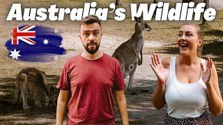 We found Australia's Wildlife beyond Brisbane | VLOG #96