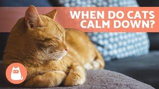 What AGE Do KITTENS CALM DOWN?  (Kitten to Adult Cat Development)