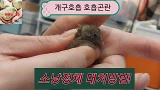 미니메추리 소낭정체 (개구호흡,구역질,물역류,졸음,가스역류,호흡곤란,모이거부) 원인 및 대처방법