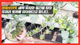 [대박농사 TV 39] 방울토마토. 3화방부터 사용하셔서 절간이 잡히고, 줄기는 힘있게 뻗어나가고, 새순이 검게 되면서 잎도 두꺼워져 대박농사 될 것 같다고 하십니다.