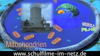 Die Zelle - Schulfilm Biologie