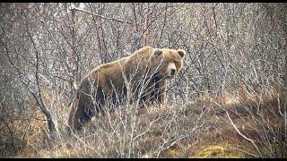 Alaskan Coastal Brown Bear Hunting "Peninsula Predators"