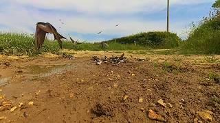 House Martins in Slow Motion   -  28 May 2017  -  #VitaminN