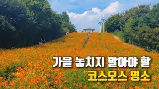 [ENG] 놓치지 말아야 할 서울 코스모스 명소  대중교통으로 갈 수 있는 대규모 황화코스모스 꽃밭