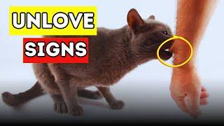 7 Signs Your CAT Doesn’t Love You (How to Tell for Sure)