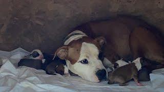 KÖPEĞİM ANNE OLDU - AMERİKAN STAFF THOR VE DAİSY' NİN YAVRULARI