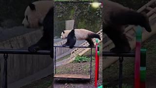 27 The panda champion of cuteness at the Olympics | 奥运大熊猫冠军 #panda #cuteanimals #loveanimalsplanet
