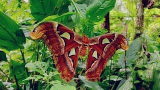 Amazing 8 Facts About the Atlas Moth