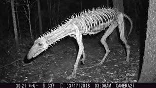 1 IN A MILLION Animal Moments Caught On Camera!