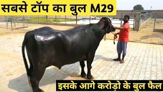 World's Famous Super Murrah Bull #M29 Hissar Full Detail Video in Hindi