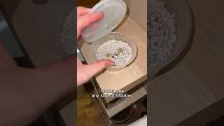 cutting open gecko eggs - gargoyle gecko breeding