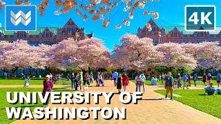 [4K] UW Cherry Blossom  The Quad - University of Washington Seattle Spring 2024 Campus Walking Tour