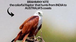 BRAHMINY KITE | the RAPTOR that lives from South Asia to Australia's Coasts