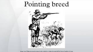 Pointing breed