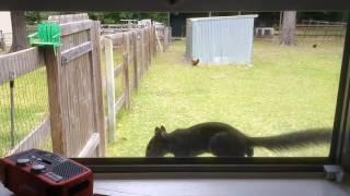 The cat is unimpressed with the squirrel