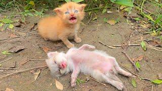 Poor kitten is living his last moments on the street, no one comes to help!