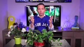 The secret to watering your plants - Frankie Flowers