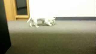 November 19, 2012 - Colonel Westie whining because he does not know where to hide his chewy toy