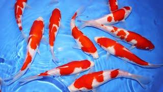 Selecting 15 Kohaku Koi Fish | KOI SELECTION