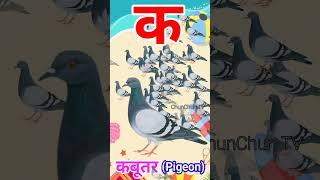 Ka se Kabutar Pigeon means Kabutar #trending #shorts #viral