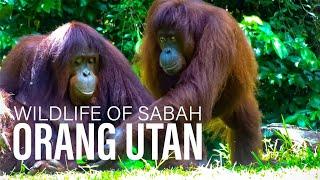 Borneo Orangutan, Sabah, Malaysia