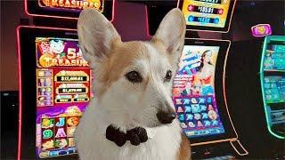 Hare is going to hit the JACKPOT ! - SAMCORGI