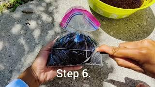 How to Air Layer Lychee Tree